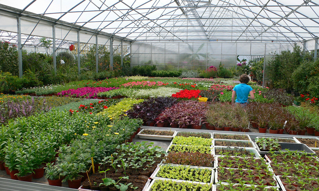 Pflanzenaufzucht im Gewächshaus