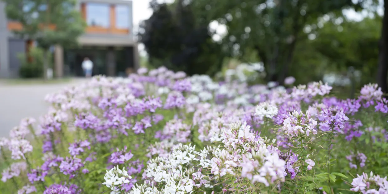 Violette und Weisse Blumen Nahaufnahme, im Hintergrund ein unscharfes Gebäude