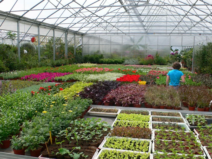 Pflanzenaufzucht im Gewächshaus